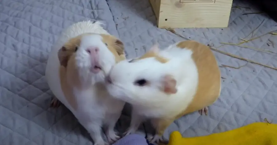 Can You Have One Guinea Pig