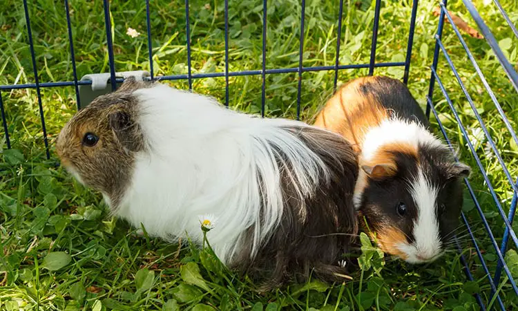 why do guinea pigs die early