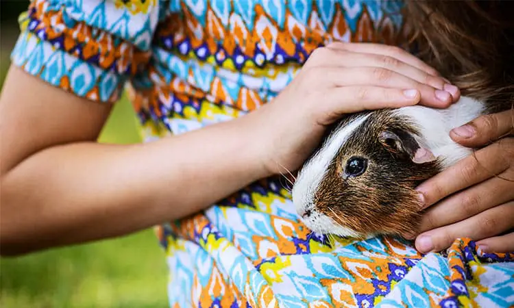how to get a guinea pig to like you