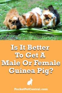 Is-it-better-to-get-male-or-female-guinea-pig