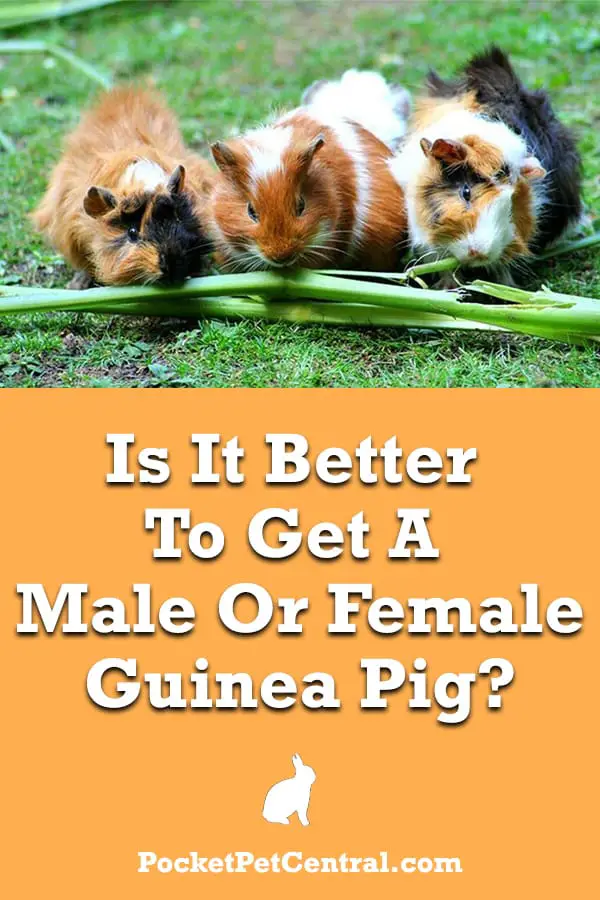 Is it Better to Get a Male or Female Guinea Pig? Pocket Pet Central