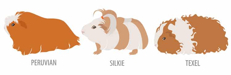 Peruvians,-Silkies-and-Texels-guinea-pig