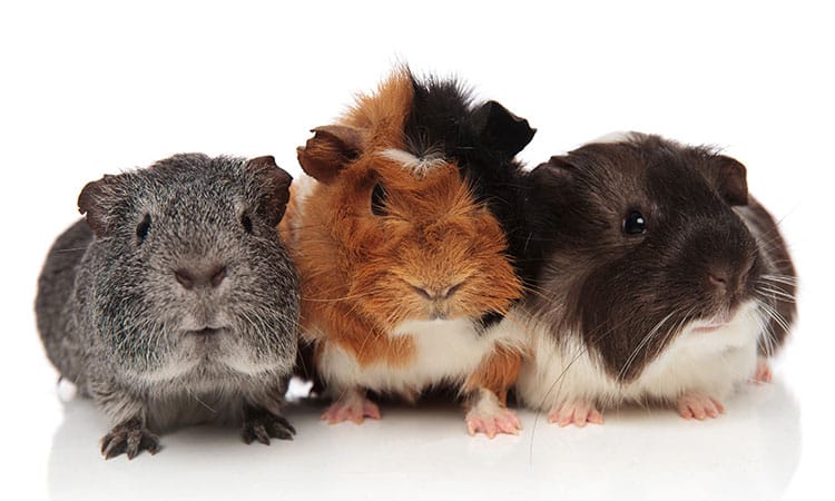 What-Breed-Of-Guinea-Pig-Is-The-Friendliest