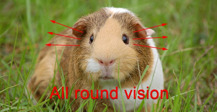 all-round-vision-guinea-pig1