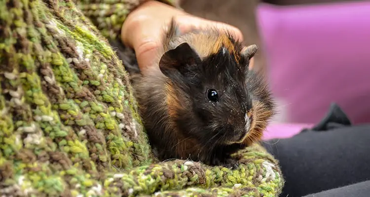 do-guinea-pigs-recognize-their-owners