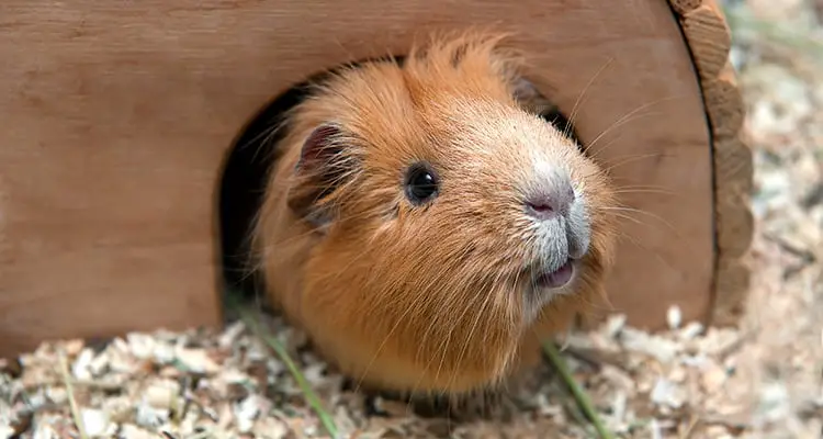 how-do-i-know-if-my-guinea-pig-is-happy