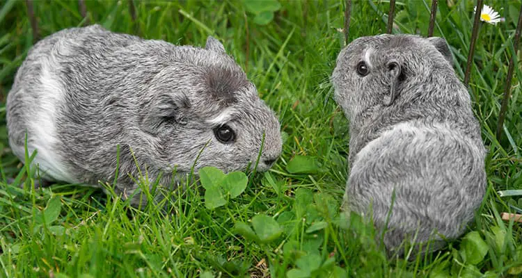 how-do-i-make-my-guinea-pigs-get-along