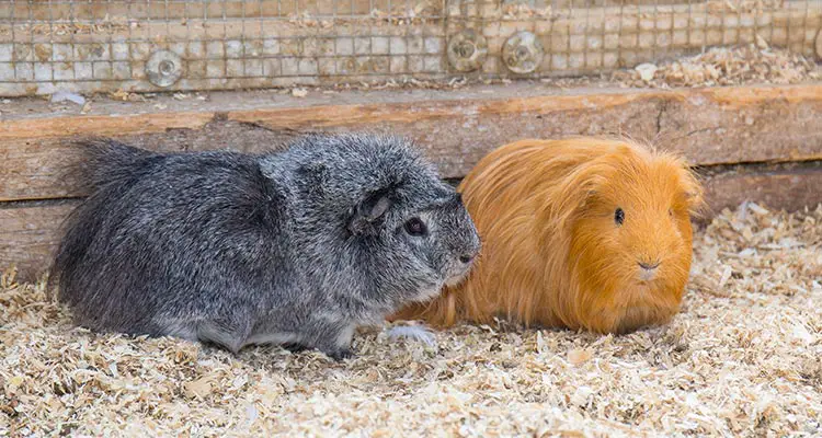 How Long Can You Leave A Guinea Pig Alone Pocket Pet Central