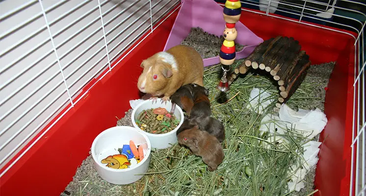 toys guinea pigs love