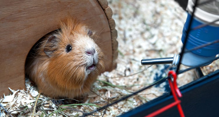 why-arent-my-guinea-pigs-eating