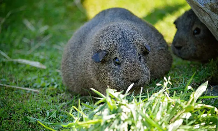 Guinea Pig Pregnancy Everything You Need To Know Pocket Pet Central