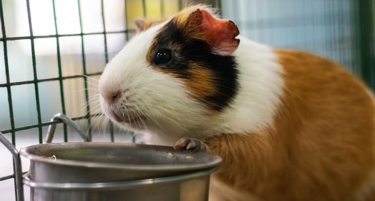 Guinea-pig-eating