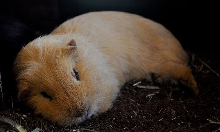 can guinea pigs be in the dark