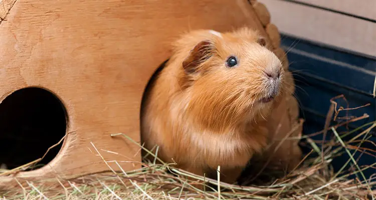 best-place-to-keep-a-guinea-pig-cage-and-location2