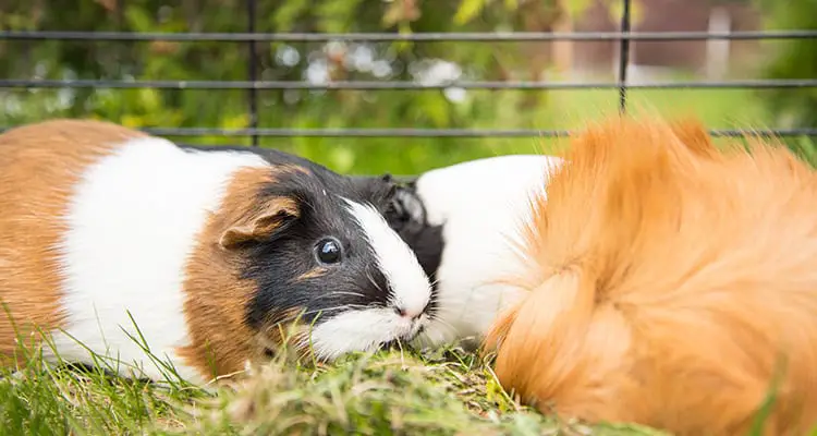 can-you-keep-your-guinea-pigs-outside-when-where-how-1