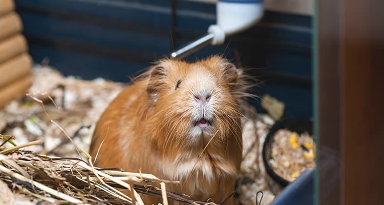 why do guinea pigs die early