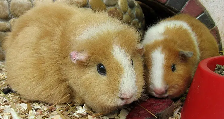 when can guinea pigs get pregnant