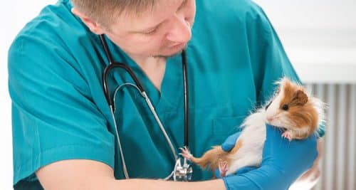 Picture of Guinea Pig Pregnancy: Everything You Need to Know - Pocket Pet Central