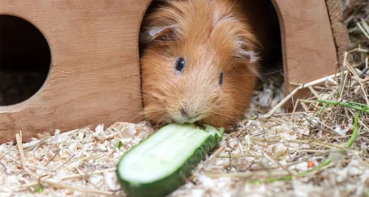 guinea-pig-pregnancy-everything-you-need-to-know4