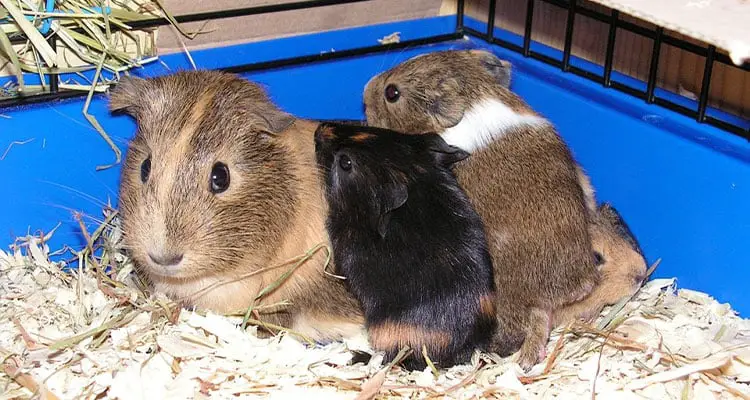 how-big-cage-for-guinea-pig