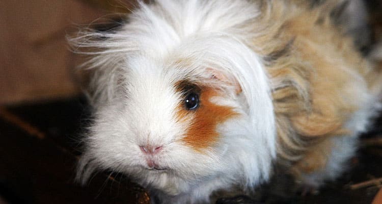 lunkarya-guinea-pig