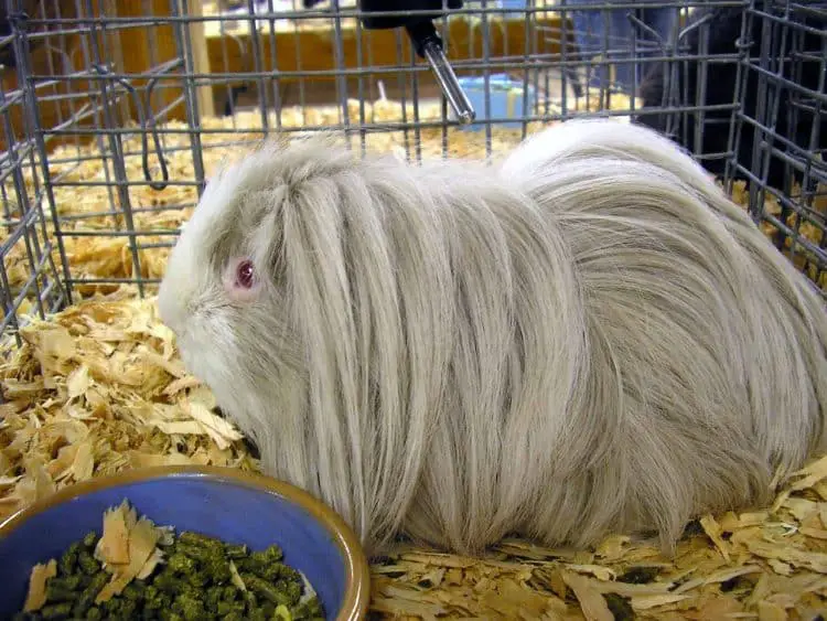 peruvian-guinea-pig