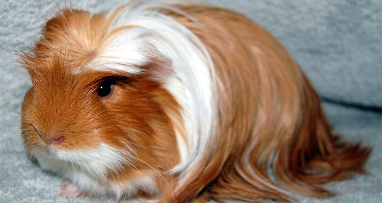 silkie-guinea-pig