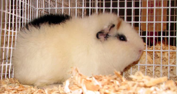 teddy-guinea-pig