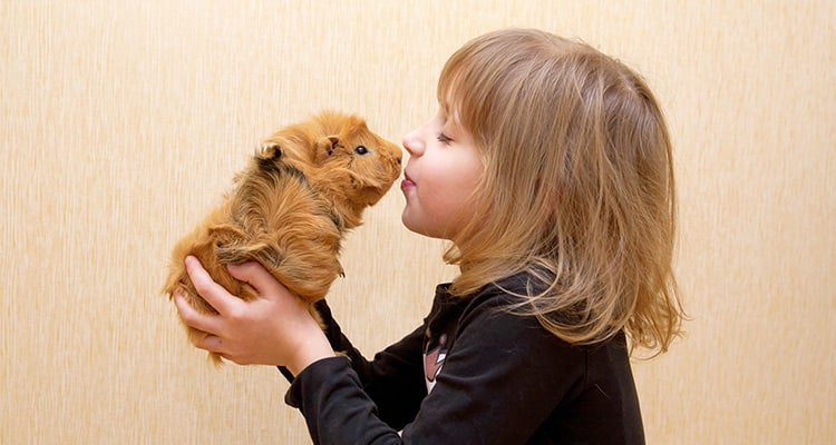 things-you-must-know-before-getting-a-guinea-pig9