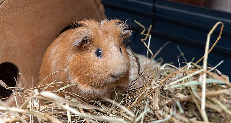 Guinea Pig Care: A Beginners Guide – Pocket Pet Central