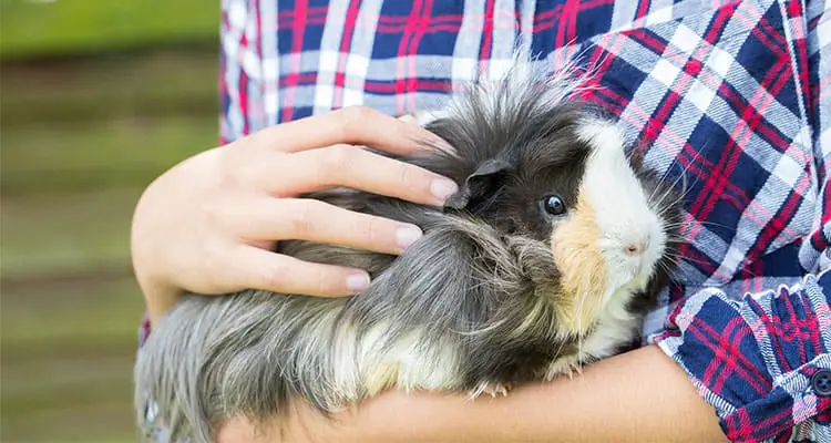 guinea-pig-care-a-beginners-guide-6