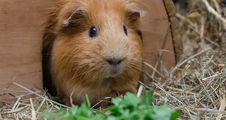 what-and-when-to-feed-a-guinea-pig3