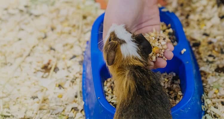 what-and-when-to-feed-a-guinea-pig4