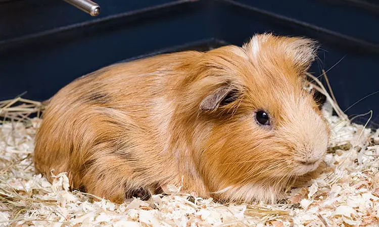 Best Bedding For Guinea Pigs, How Much Is Bedding For A Guinea Pig