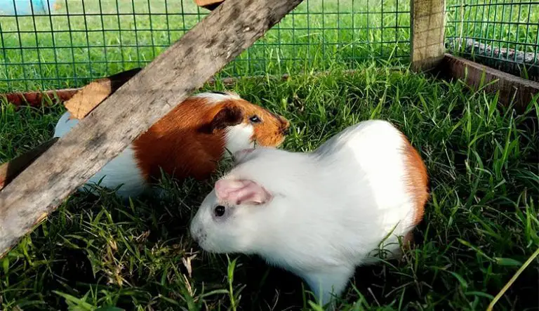 Can Guinea Pigs Go Outside On Wet Grass? - Pocket Pet Central