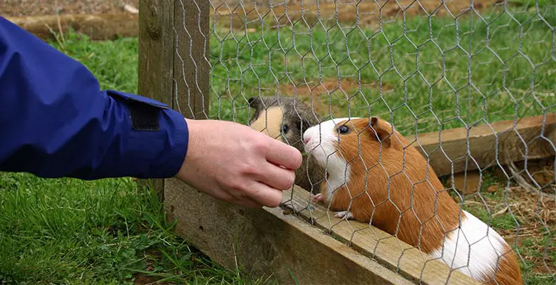 feeding-guinea-pigs-in-hutch