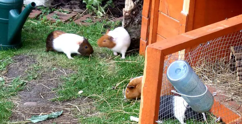 guinea-pig-hutch-outdoors
