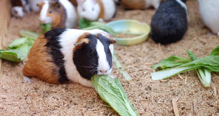 how-to-train-your-guinea-pig-tricks-and-behavior2
