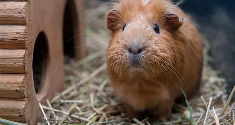 how-to-train-your-guinea-pig-tricks-and-behavior5