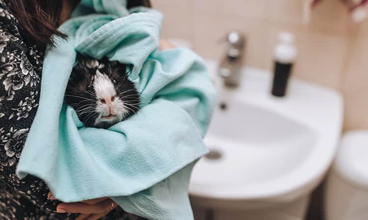 bathing my guinea pig