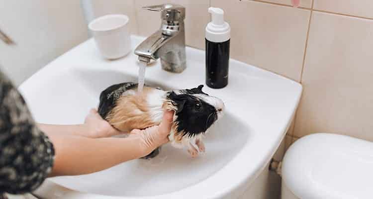 how-to-bathe-your-guinea-pig2
