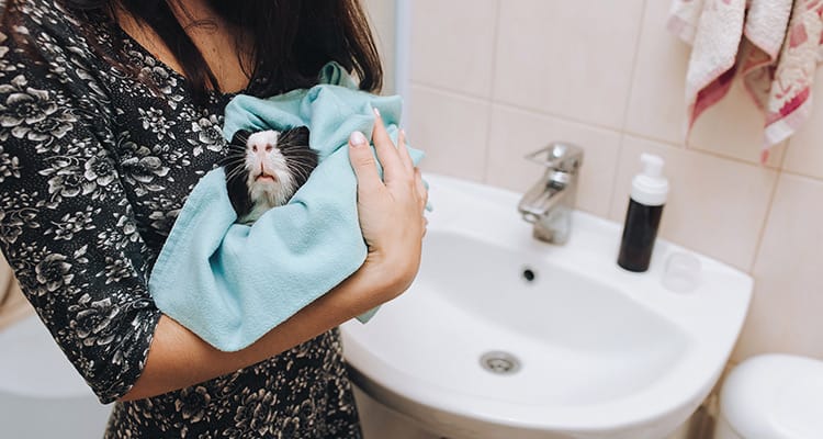 how-to-bathe-your-guinea-pig4