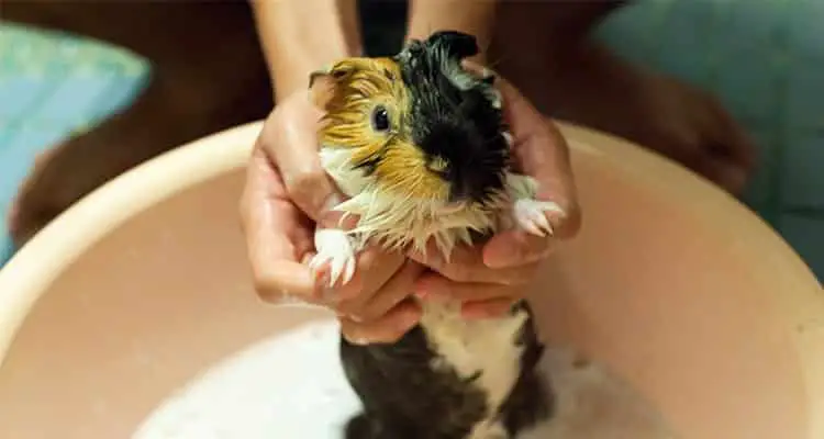 how-to-bathe-your-guinea-pig5