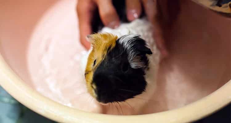 how-to-cut-your-guinea-pigs-nails2