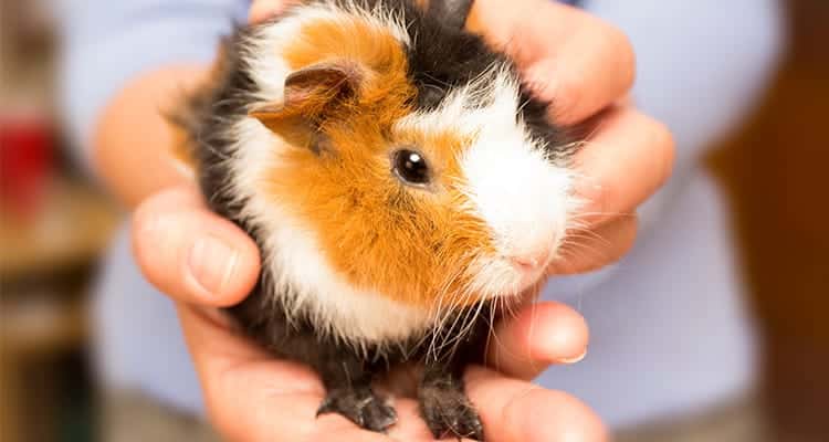 how-to-cut-your-guinea-pigs-nails3