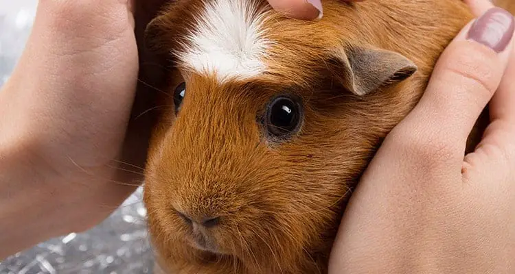 how-to-cut-your-guinea-pigs-nails5
