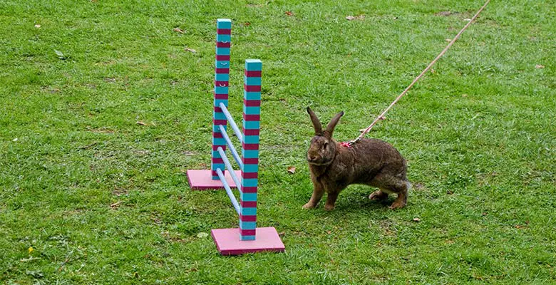 rabbit-jumping-trick