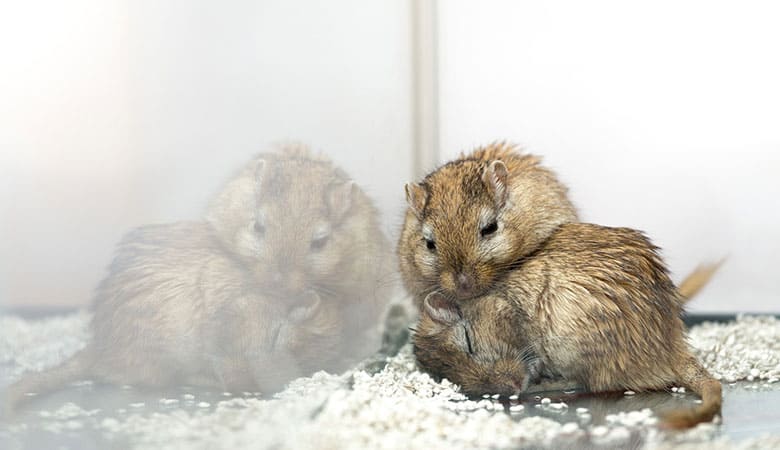 gerbils