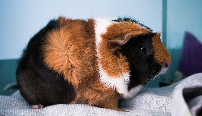 Abyssinian-Guinea-Pig-breed