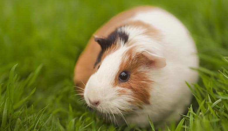 guinea pigs living outside